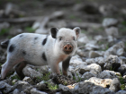 Африканская чума свиней поразила Руднянский район Волгоградской области
