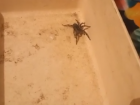 Гигантский тарантул проник в дом к волгоградцам: видео 