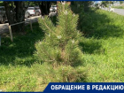 Образовалось болото, сохнут сосенки: волгоградцы пожаловались на позорный полив на бульваре 