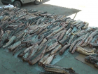 Браконьеры из Волжского пытались ввезти почти тонну рыбы осетровых пород