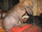 Под Волгоградом мнимая зоозащитница убивает сотни собак 