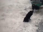  Жизнерадостному псу с навсегда отказавшими задними лапами ищут хозяина в Волгограде