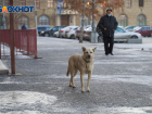 Обязанности чиновников и запреты для волгоградцев зафиксировали в документе о борьбе с агрессивными собаками 