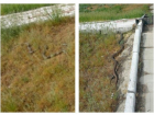 Двухметровые змеи атаковали станцию на севере Волгограда