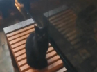 На видео попали черные кошки, облюбовавшие «счастливые» остановки в Волгограде