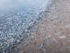 «Содержание свинца в воде превышено в 3 раза»: волгоградский эколог объяснил массовую гибель рыбы