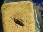 Волгоградка купила хлеб с тараканом