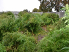 На юге Волгограда 49-летний мужчина вместо редиски вырастил 22 куста конопли
