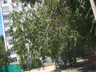 Сдерживаемое проводами дерево может в любой момент рухнуть на детсадовцев в Волгограде