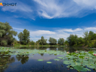Под Волгоградом умирает уникальное озеро лотосов