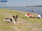 "Издевательство над людьми": волгоградцев возмутило плановое отключение электричества в пекло под 40 градусов 