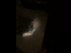 ДТП с погибшим пешеходом попало на видео в Волгограде