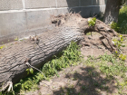 Ураган вырвал с корнем дерево в Волгограде: фото