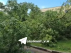 Ветром вырвало с корнем дерево на юге Волгограда - видео