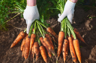 Требуются рабочие на сбор морковки с поля - 