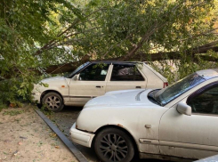 В центре Волгограда рухнувшее дерево смяло легковушку