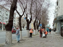 «Пережиток коммунистического прошлого»: мэрия объяснила, зачем в Волгограде белят деревья