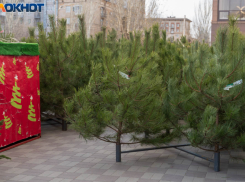 Елочные базары начали работать в Волгограде: цены выше прошлогодних