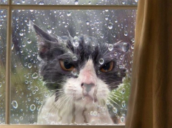 Дожди вернутся в Волгоград с началом рабочей недели