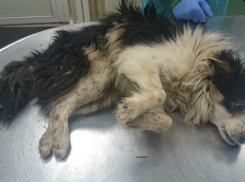 В Волгограде волонтеры пытаются спасти собаку, которую сбила машина