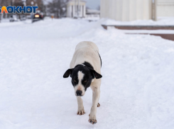 Огромный пес с бешенством покусал мужчину в Волгоградской области