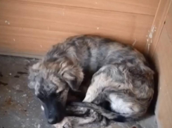 О подробностях спасения умирающего Тельняшика рассказала волонтер