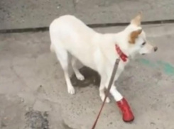 Встретил на 40 день после смерти бабушки: семья волгоградца забрала домой собаку с кладбища 