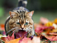До +14ºС похолодает в Волгограде на День города