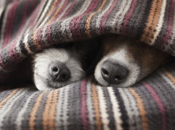 Температура воздуха опустится до +8ºС в Волгоградской области