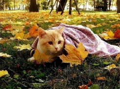 В День города в Волгоградской области местами похолодает до +6