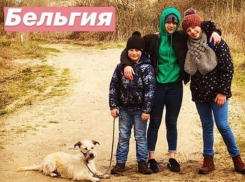 В Бельгию увезли жить собаку, которая потеряла своих хозяев в страшном ДТП под Волгоградом
