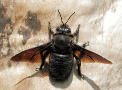 Пчела-плотник трудится и дырявит в одиночку телеграфные столбы в Волгоградской области