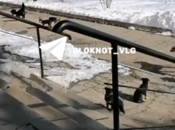 Стая собак поселилась у волгоградского техникума – видео 