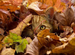 Бабье лето в Волгоградской области: потеплело до +23ºС