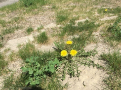 Дождями и сильным ветром начнется неделя в Волгограде