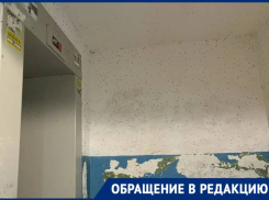 «Боимся зайти в подъезд»: огромные черные мошки стали кошмаром волгоградцев