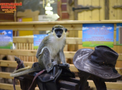 Волгоградцы спасли зеленую мартышку Романа от издевательств фотографов