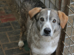 Под Волгоградом волонтеры поставили на ноги парализованного пса