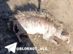 «Это чупакабра?»: странное животное сняли в Волгоградской области