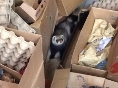 Хозяина заблудившегося хорька ищут в Волгограде 