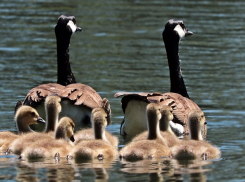 «Палили без остановки»: волгоградка пожаловалась на стрельбу на дачном озере