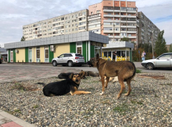 Стали известны зарплаты жалующихся на нехватку средств муниципальных предприятий Волгограда