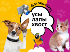 Похвастайся своим любимцем и выиграй планшет! 