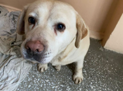 Под Волгоградом судебные приставы спасли от смерти беременную собаку