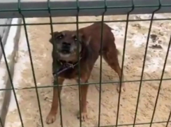 «Его выбросили, как ненужный мусор»: привязанного к дереву пса не смогли спасти волонтеры в Волгограде