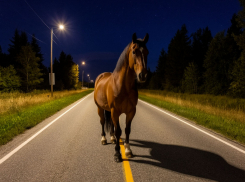 Лошадь устроила ДТП в Волгоградской области 