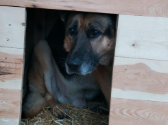 «Лети на небо, к своему любящему хозяину» : умер волгоградский Хатико