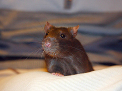 Хлеб «с мясом» купила девушка в Камышине