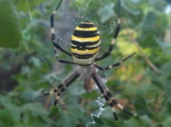 На смену каракуртам в Волгоград пришли пауки-осы