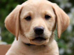 Волжане стали свидетелями жестокого избиения собаки